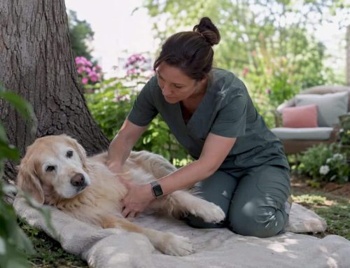 Mobile Vet Benefits: What They Really Mean for Your Pet