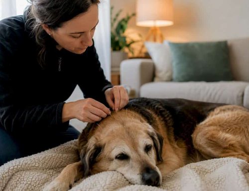TCVM for Dogs: Evidence-Informed Options for Chronic Care