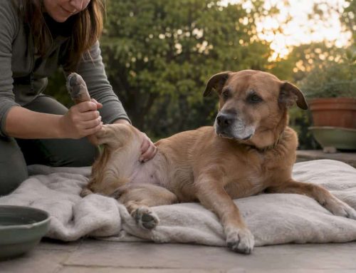 Home Exercises After Surgery Dog Owners Can Start Safely