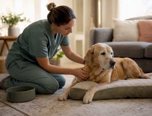 What a House Call Vet Cost Really Looks Like