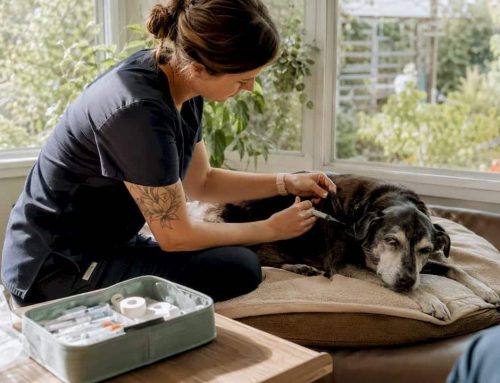 What Home Nursing for Pets Really Looks Like