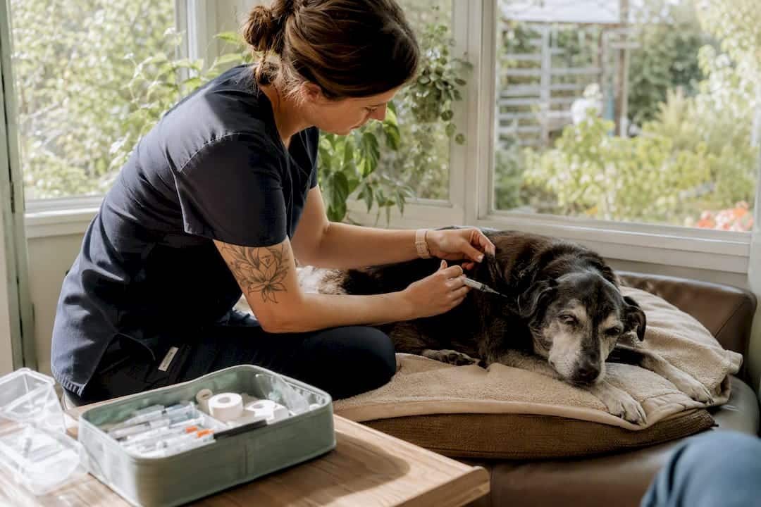 Vet technician giving fluids to senior dog at home
