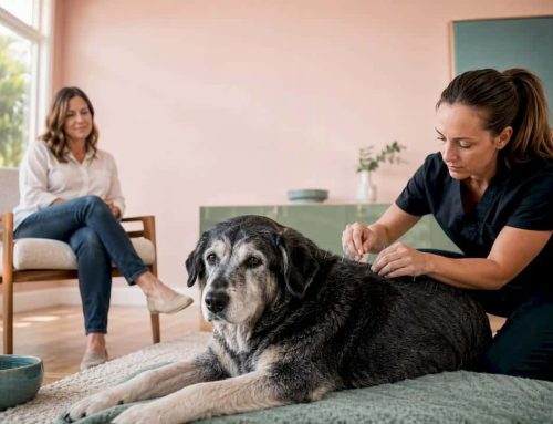 South Tampa In Home TCVM Acupuncture to Ease Your Dog’s Pancreatitis