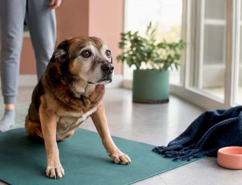 Restore Mobility and Strength in Your Senior Dog in Two Weeks