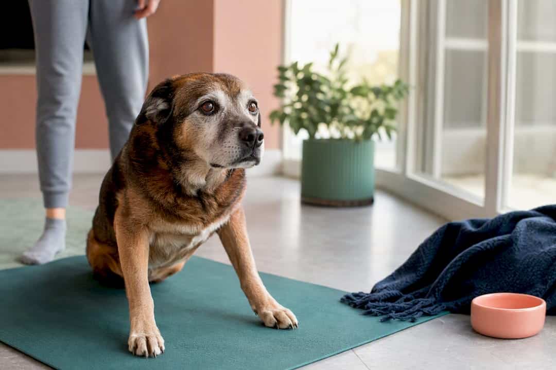Senior dog practicing gentle strength exercise