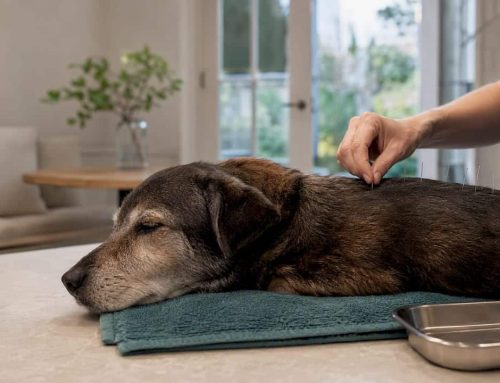 Most Insurers Reimburse Pet Acupuncture. Owners Need Vet Signed Notes