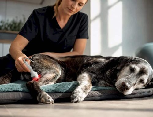 4 Questions Dog Owners Should Ask Before Laser Therapy