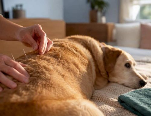 39-Dog Study Shows Acupuncture Helps Dog Incontinence, South Tampa Care