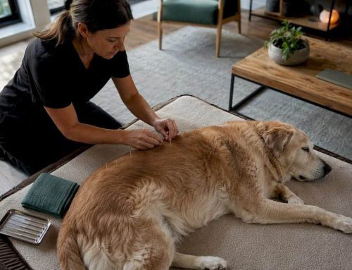 Shorten Your Dog’s Back Pain Recovery With Acupuncture at Home