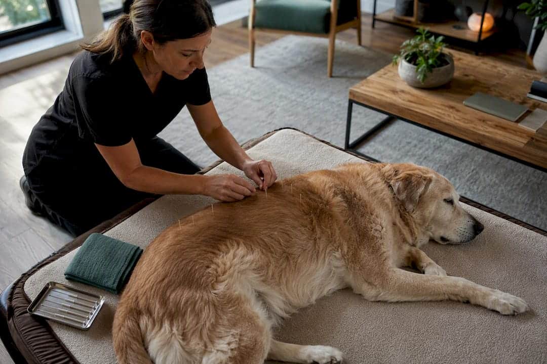 Senior dog receiving acupuncture at home