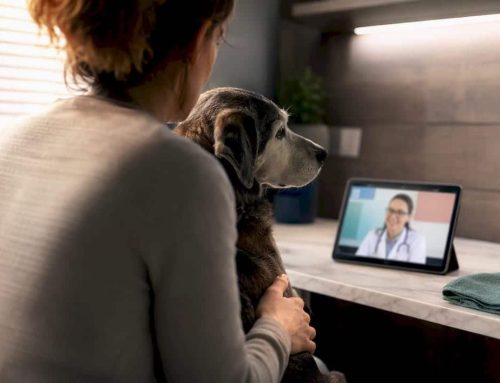 $60–$75 Video Visits: Florida Telemedicine Vet Costs and Compliance