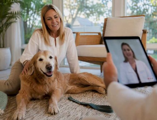 How a Mobile Practice Uses Florida Telemedicine for In Home Pet Care
