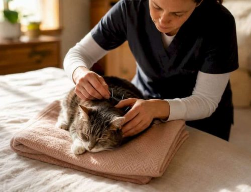 Skip Clinic Stress: In Home Acupuncture and Rehab for Senior Cat Pain