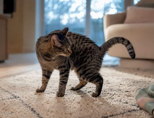 Home Based Relief: Feline Hyperesthesia, Vet Rule Out and Acupuncture