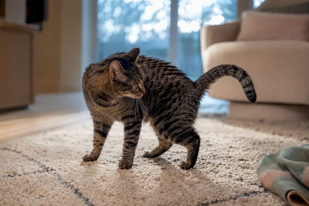 Cat showing alert posture during hyperesthesia episode