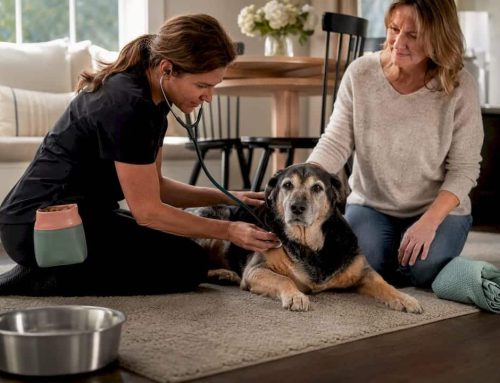 Four Week Plan to Reduce Vet Panic in Dogs, with In Home Care Options