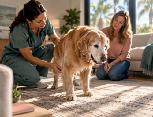 Dog Owners: AAHA/WSAVA Aligned Multimodal Pain Plans and In Home Care
