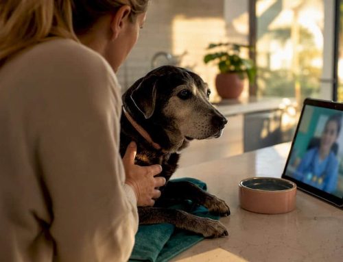 14 Day 1 Month Limits in Florida Pet Telehealth, South Tampa Example