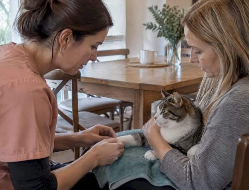 Cat Owners: PC6 Evidence on Acupuncture for Nausea, 3–6 Sessions