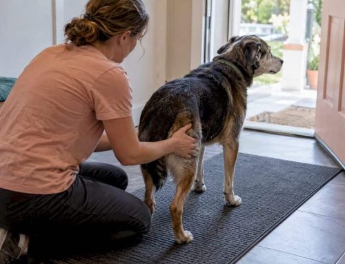 8 to 12 Weeks Home Rehab After TPLO: Owner Exercises and In Home Options