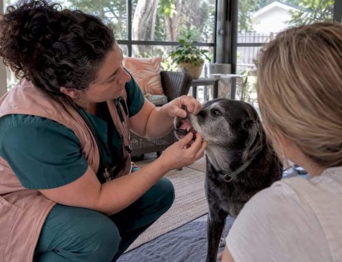 Tylenol for Dogs: Skip the OTC Fix and Use Vet Safe Pain Care at Home