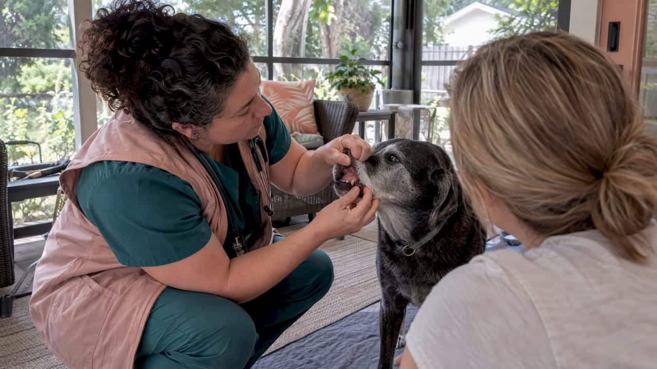 Veterinarian examining senior dog's gums at home