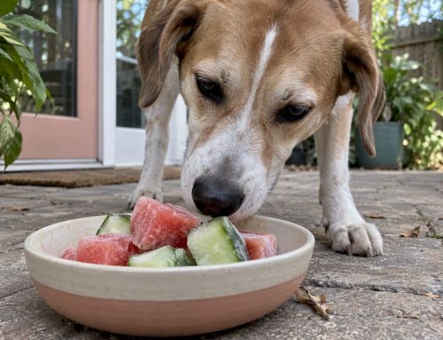 Cooling Foods for Dogs: Frozen Treats and the 10% Treat Limit