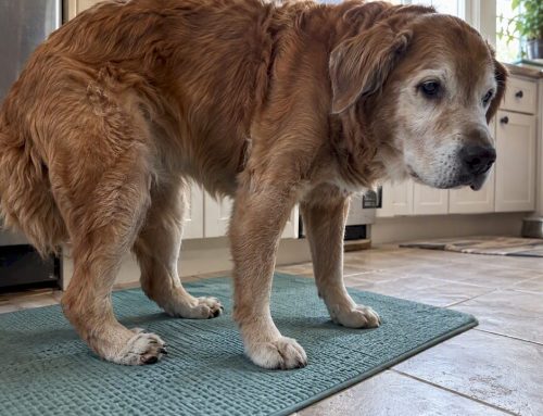 Senior Dog Knuckling: Sudden Paw Dragging Needs Vet Triage