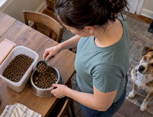 Novel Protein Diet for Dogs: 7 Trial Steps and When Hydrolyzed Fits