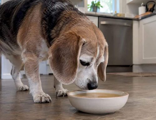 Bone Broth for Dogs With Arthritis: What Helps and What Doesn’t