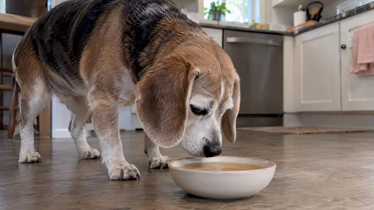 Senior beagle sniffing a bowl of bone broth