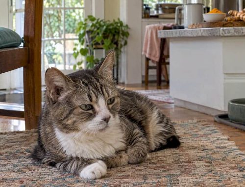 Turmeric for Cats With Arthritis: What the Evidence Says