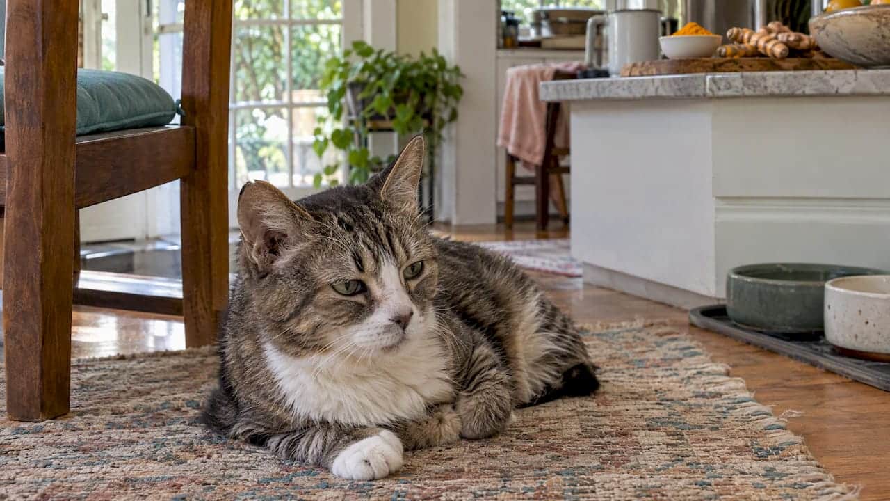 Senior cat resting near turmeric root