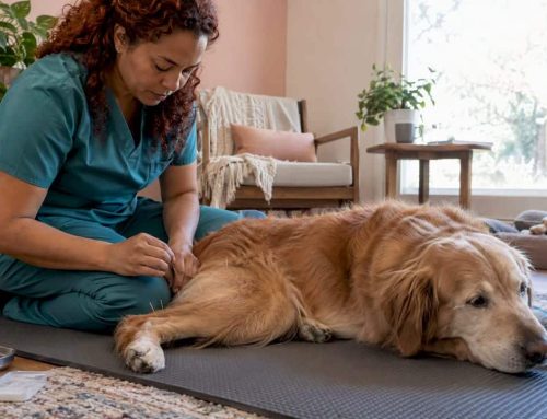 Post-Surgery Dog Acupuncture: What It Can and Can’t Do