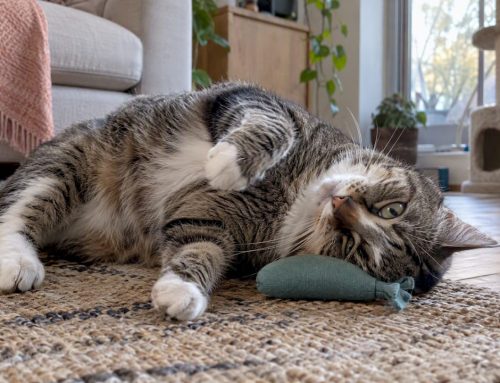 Valerian for Cats With Anxiety: What Works and What Doesn’t