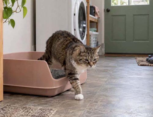 Litter Boxes for Arthritic Cats: What Actually Helps
