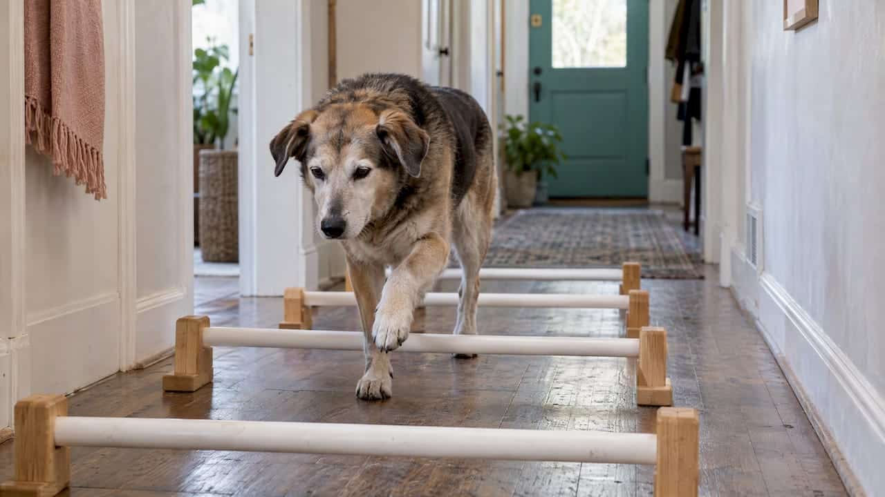 Senior dog stepping over low cavaletti poles